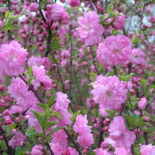 Cserje luizeaniya (Prunus triloba) fotók, ültetés, gondozás és szaporítása a bokor, különösen (luizeaniya) Luiseaniya cserje (mandula trilobát) fotó, ültetés, gondoskodás és a bokor reprodukciója, jellemzői