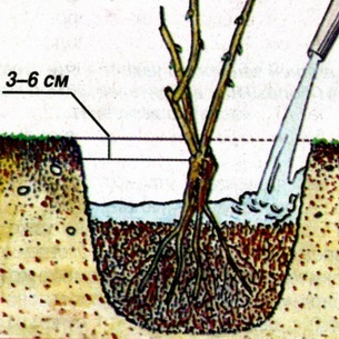 Arbust de luiseaniya (trilobat de migdale) fotografie, plantare, îngrijire și reproducere a trunchiurilor, caracteristici