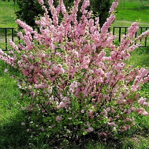 Храст luizeaniya (Prunus triloba) снимки, засаждане, грижи и разпространение на храста, особено