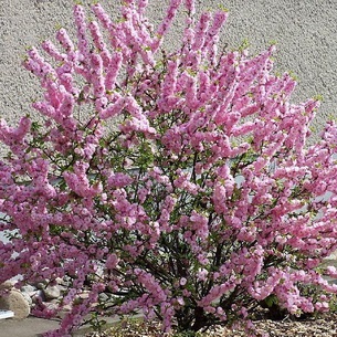 Храст luizeaniya (Prunus triloba) снимки, засаждане, грижи и разпространение на храста, особено