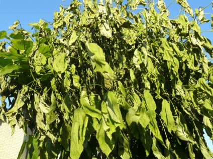 Tratamentul catalpa