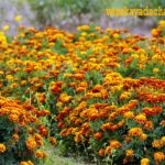 Tratarea cătină-de-mare - dacha vieneză