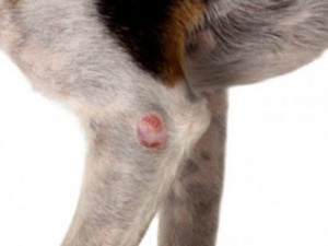 Tratamentul unei tumori la un câine