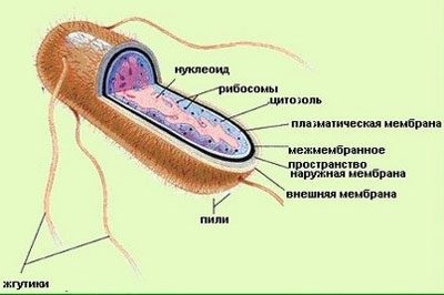 Tratamentul otrăvirii alimentare la domiciliu