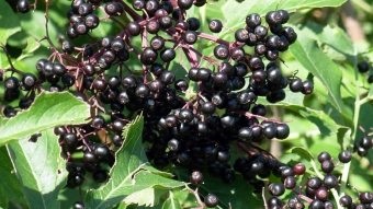 Tratamentul cu fructe de padure negre