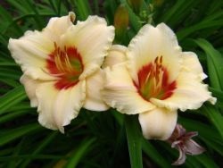 Daylilies - pregătire pentru iarnă