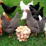 A tyúkok tojásait egy betegség vagy normák, csirke