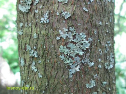 Lichen Parmelia