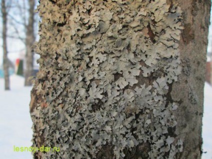Lichen Parmelia