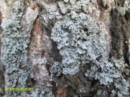 Lichen Parmelia