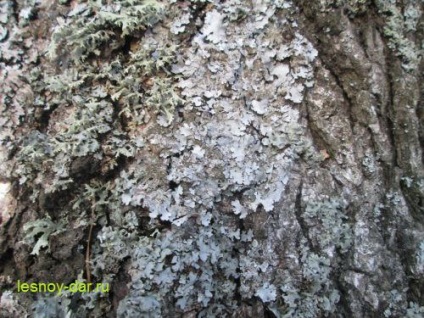 Lichen Parmelia