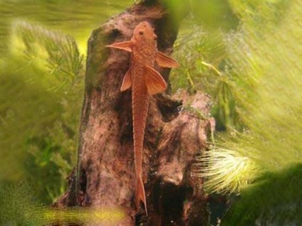 Loricaria perui vagy lorikaria karcsú (rineloricaria lanceolata) fotó, leírás, tartalom,