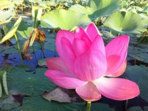 Lotus din Astrakhan
