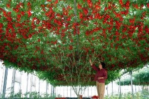 Cele mai bune soiuri de tomate nedeterminate (foto)