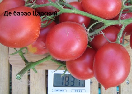 Cele mai bune soiuri de tomate nedeterminate (foto)