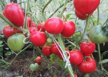 Cele mai bune soiuri de tomate nedeterminate (foto)