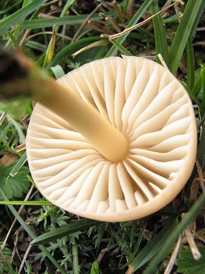 Poze cu ciuperci de pajiște și proprietățile ciupercilor când apar atunci când colectează lunca