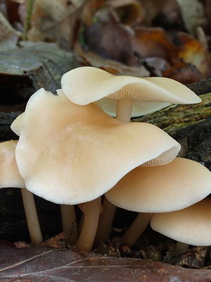 Poze cu ciuperci de pajiște și proprietățile ciupercilor când apar atunci când colectează lunca