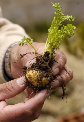 Maca este tot ce trebuie să știți despre această plantă peruană utilă