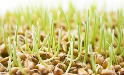Ulei de germeni de grâu pentru păr - beneficii, utilizare, recenzii