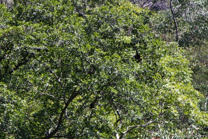 Mexic, Sumidero Canyon (cañón del sumidero), asmblog