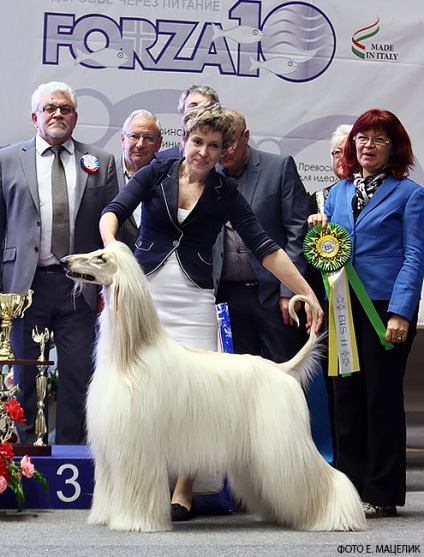 Spectacolul internațional de câini 