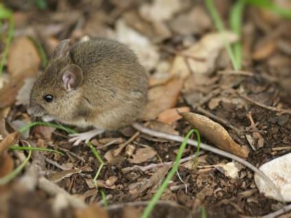 Șoareci foto de șoarece