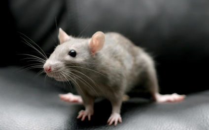 Șoareci foto de șoarece