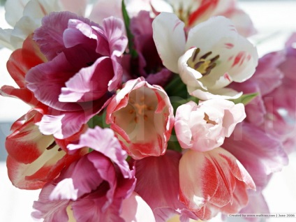Modelarea florilor de la dolcevita - blog
