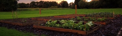 Soiurile de morcovi, cultivarea, plantarea și îngrijirea
