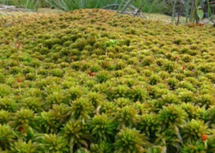 Moss-sphagnum - aplicarea proprietăților medicinale