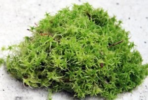 Moss-sphagnum - aplicarea proprietăților medicinale