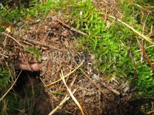 Moss sphagnum - proprietăți și utilizări