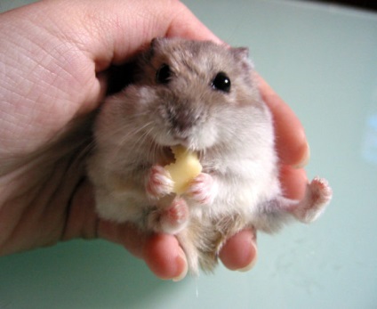 Este posibil ca brânza de hamsteri (jungariks, sirieni și alte rase)