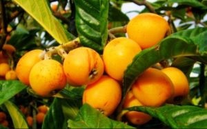 Mushmula proprietăți utile ale fructelor exotice, utilizarea lor