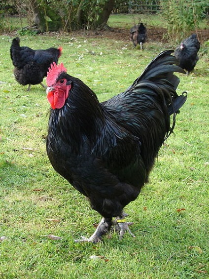 Rase de carne de pui, fotografie, ferma acasa