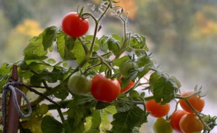 Cele mai noi semințe de tomate, cresc o grădină!