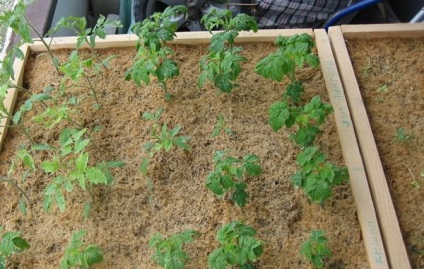 Cele mai noi semințe de tomate, cresc o grădină!