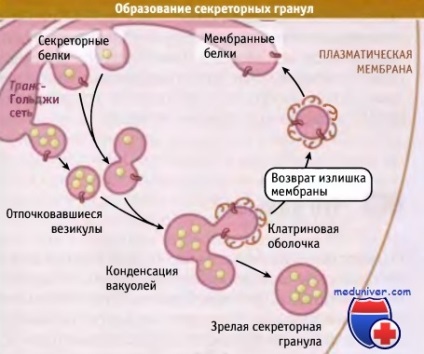 A szekréciós granulák kialakulása és szabályozása