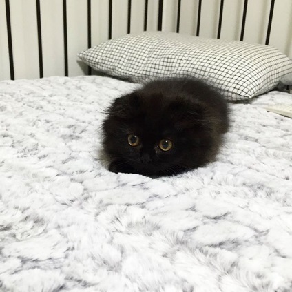 Jimo pisică fermecătoare cu ochii mari (16 fotografii)
