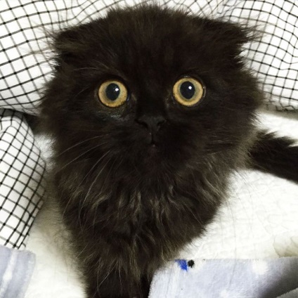 Jimo pisică fermecătoare cu ochii mari (16 fotografii)