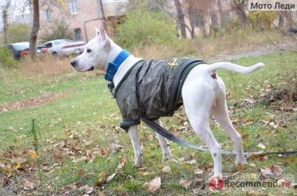 Imbracaminte de imbracaminte pentru animale de companie haine pentru animale de companie haine pentru câini haine mari pentru câini și iarnă