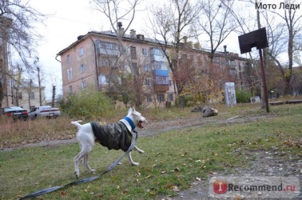 Imbracaminte de imbracaminte pentru animale de companie haine pentru animale de companie haine pentru câini haine mari pentru câini și iarnă