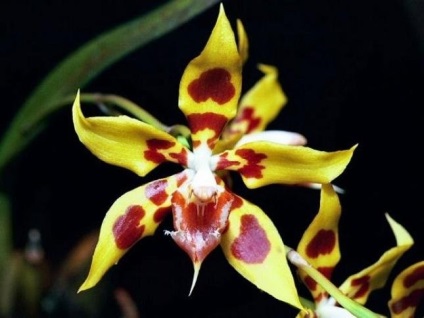 Odontoglossum fotografii, tipuri și modalități de îngrijire la domiciliu