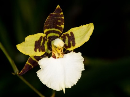 Odontoglossum fotografii, tipuri și modalități de îngrijire la domiciliu