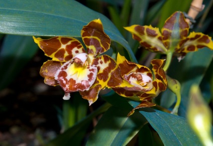 Odontoglossum fotografii, tipuri și modalități de îngrijire la domiciliu