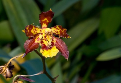 Odontoglossum fotografii, tipuri și modalități de îngrijire la domiciliu