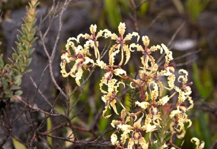 Odontoglossum fotografii, tipuri și modalități de îngrijire la domiciliu