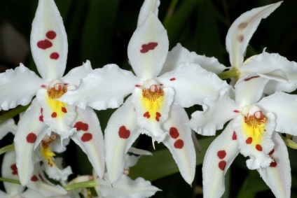 Odontoglossum fotografii, tipuri și modalități de îngrijire la domiciliu