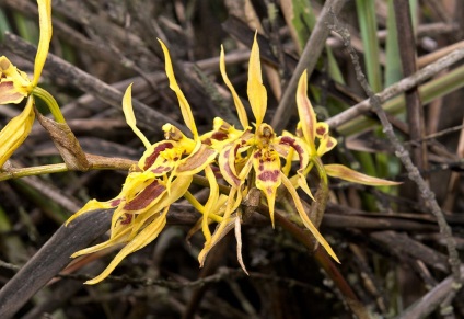 Odontoglossum fotografii, tipuri și modalități de îngrijire la domiciliu